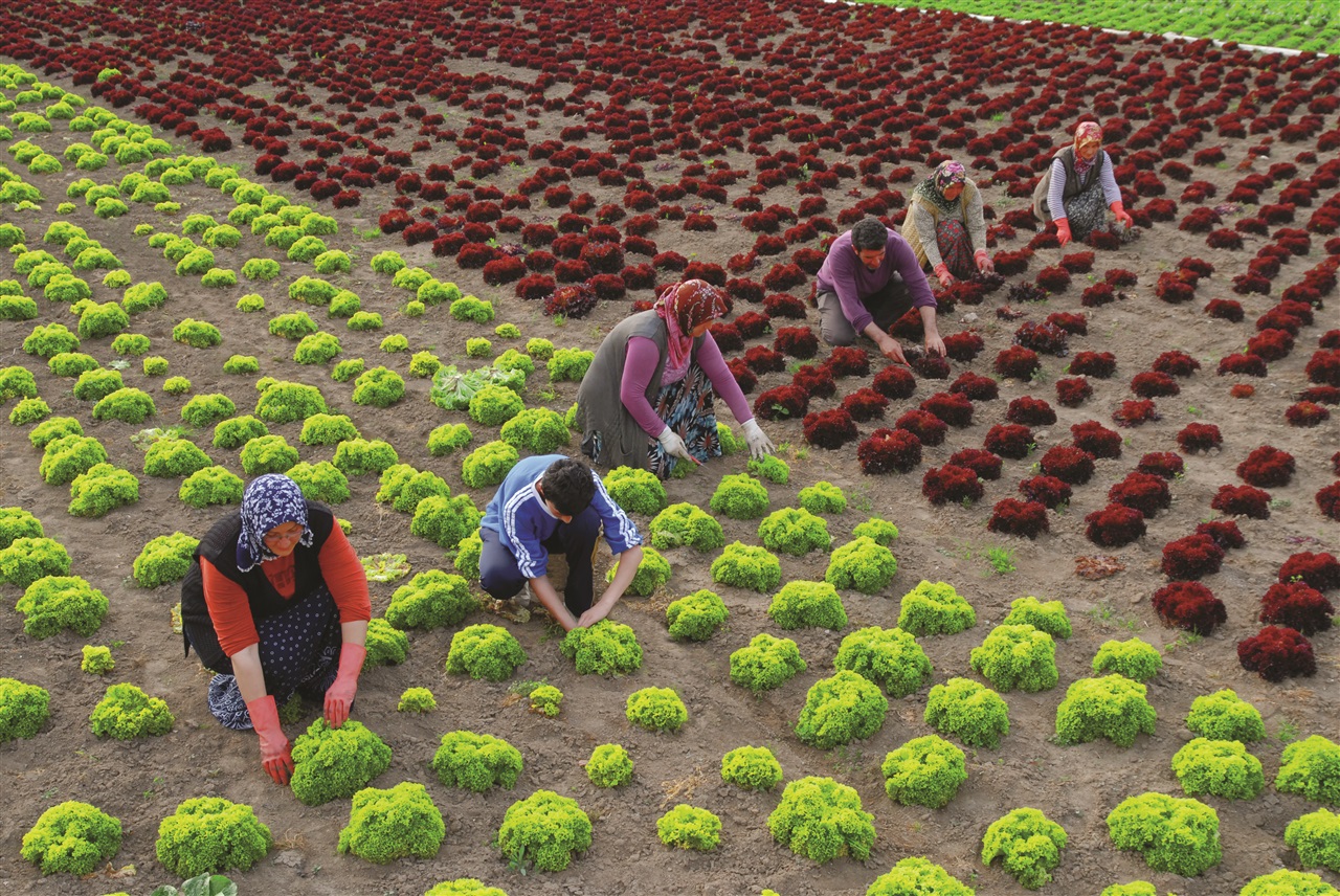   14 Mayıs 2018 Dünya Çiftçiler Günü…